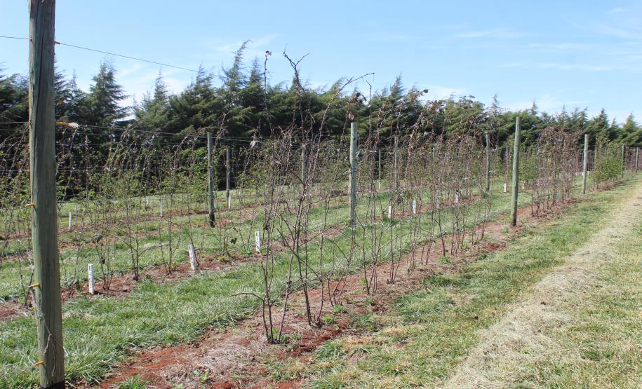 IDR-Paraná inaugura viveiro em Santa Tereza do Oeste para melhorar produção de uva