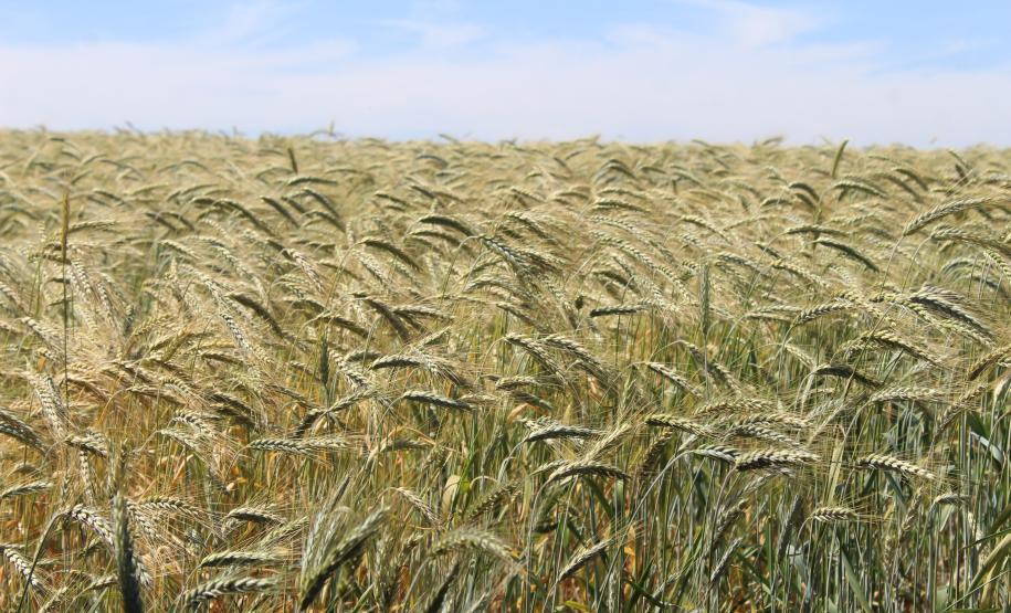 IDR-Paraná inaugura viveiro em Santa Tereza do Oeste para melhorar produção de uva