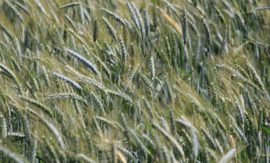 IDR-Paraná inaugura viveiro em Santa Tereza do Oeste para melhorar produção de uva