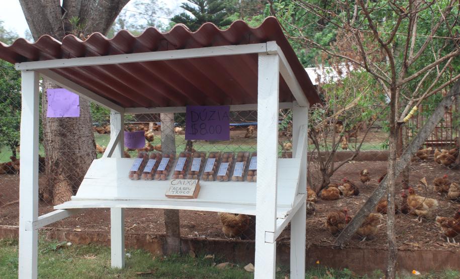 Agroindústrias do Vale do Ivaí ganham impulso com apoio do governo