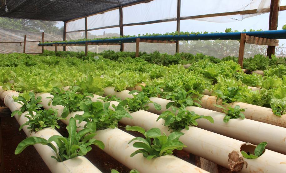 Agroindústrias do Vale do Ivaí ganham impulso com apoio do governo