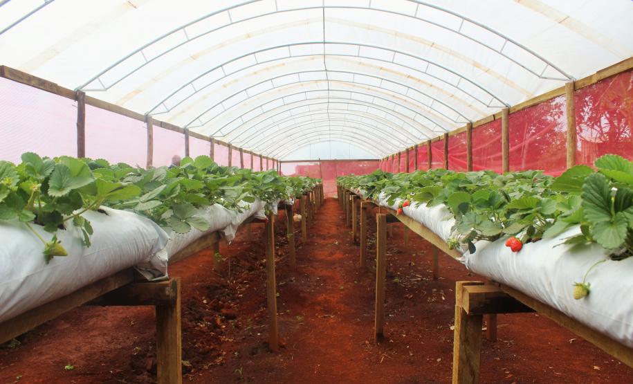 Agroindústrias do Vale do Ivaí ganham impulso com apoio do governo