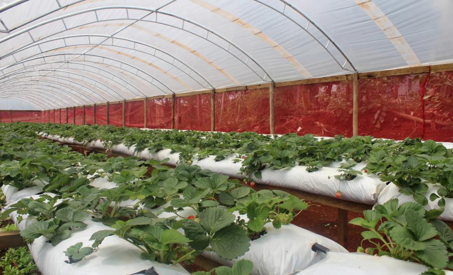 Agroindústrias do Vale do Ivaí ganham impulso com apoio do governo