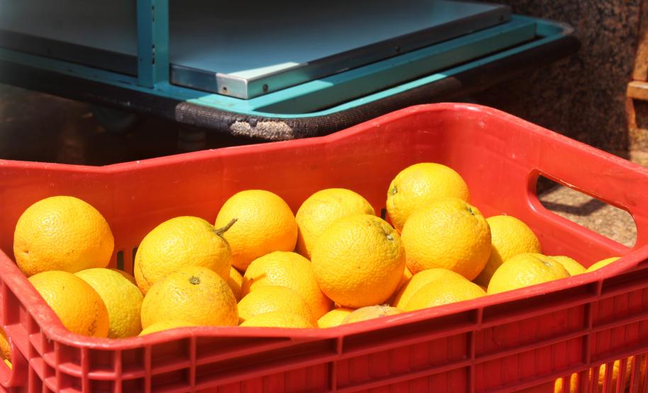 Agroindústrias do Vale do Ivaí ganham impulso com apoio do governo