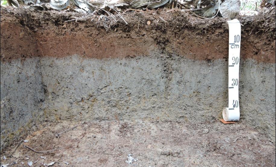 Plintossolo Háplico fase soterrada.