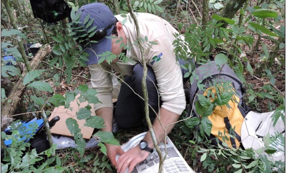 Coleta de material botânico em floresta fluvial.
