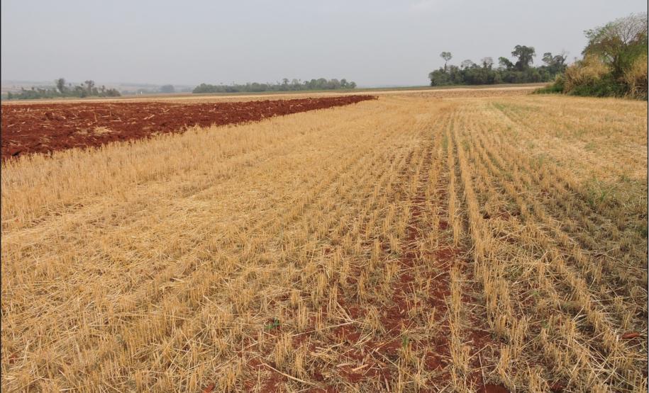 Paisagem de Latossolo Vermelho, Município de Palotina.