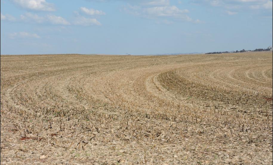 Plantio em nível sobre palha.