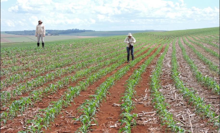 Terraço de base larga em Latossolo Vermelho.