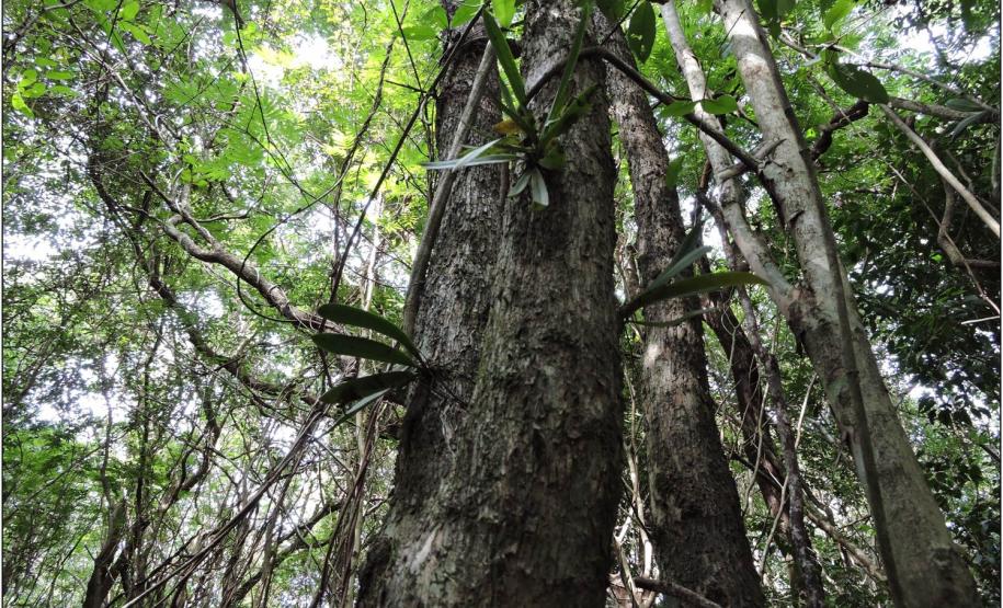 Presença de orquídeas em floresta fluvial.