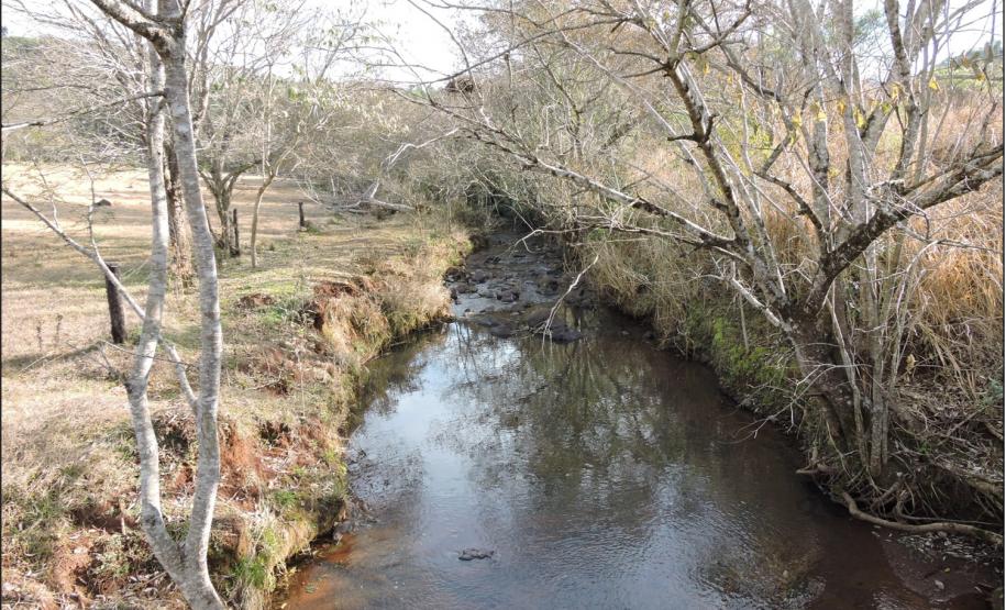 Cobertura herbácea sobre Neossolo Flúvico.