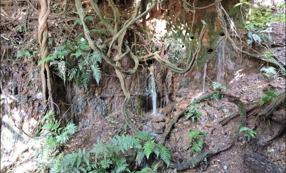 Surgências hídricas em talude de Latossolo Vermelho-Amarelo.