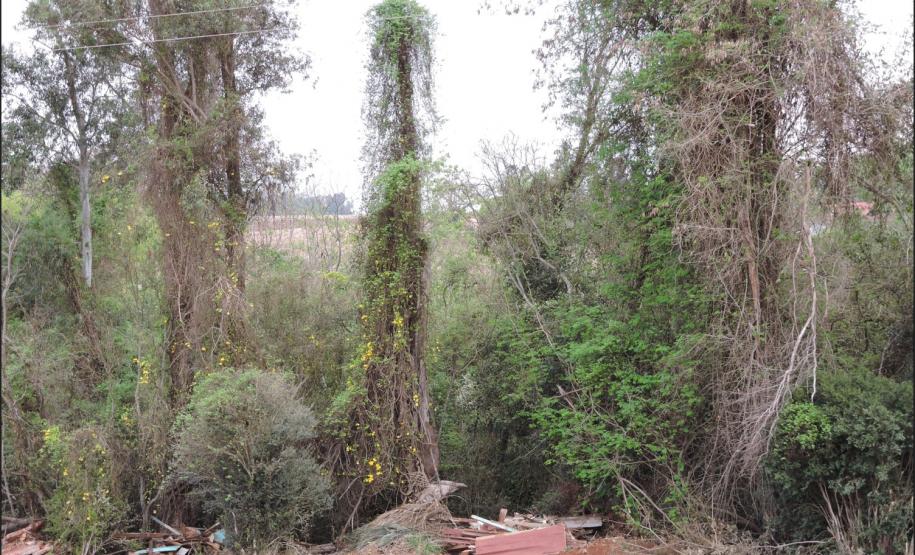 Descarte de lixo em beirada de rio.