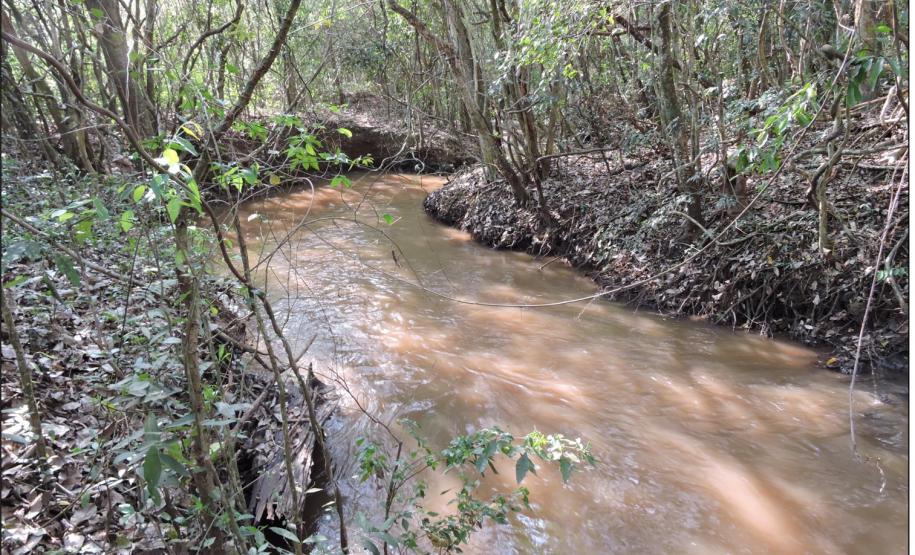 Cobertura florestal sobre Neossolo Flúvico.