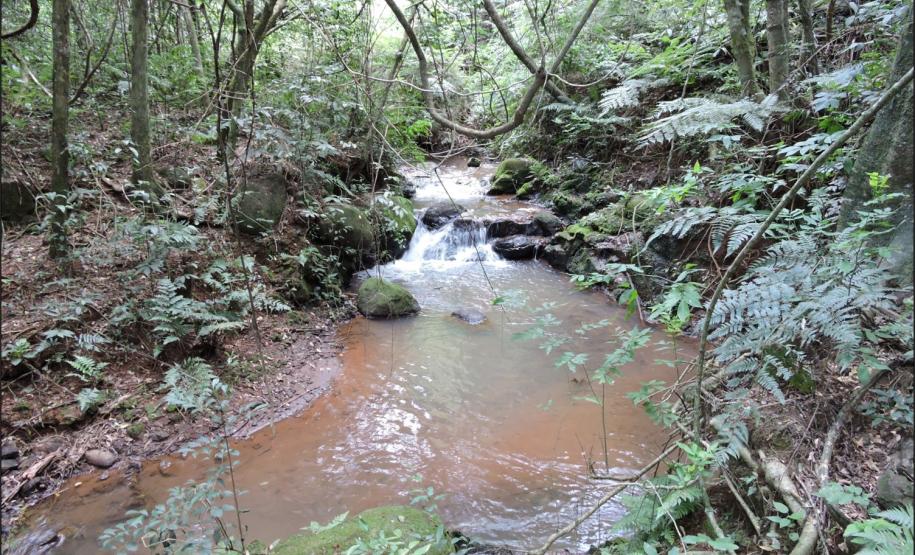 Curso d´água protegido por vegetação nativa.