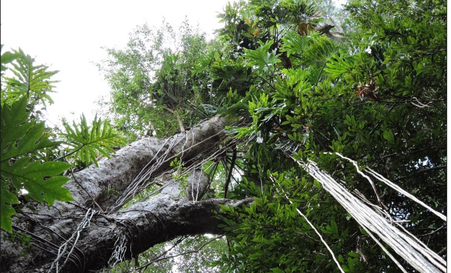 Philodendron bipinnatifidum.