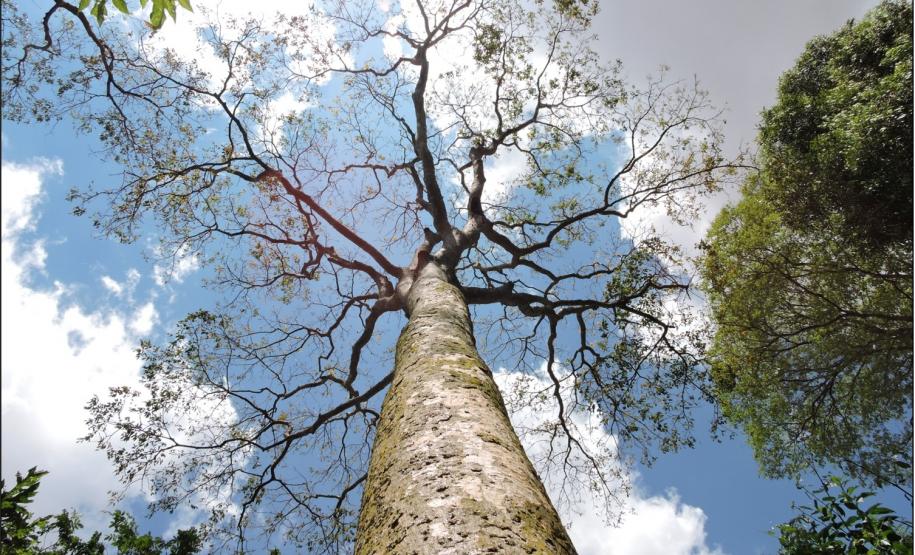 tronco de Apuleia leiocarpa.