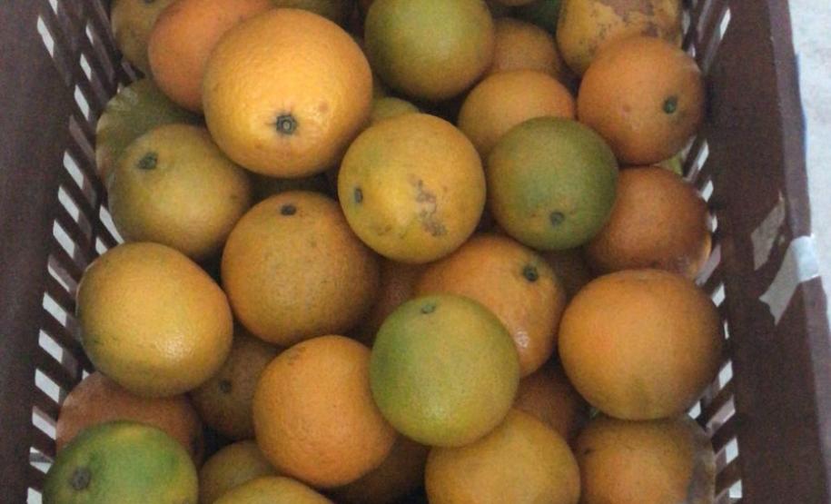 Nova cooperativa regional vai fortalecer agricultura familiar no Noroeste