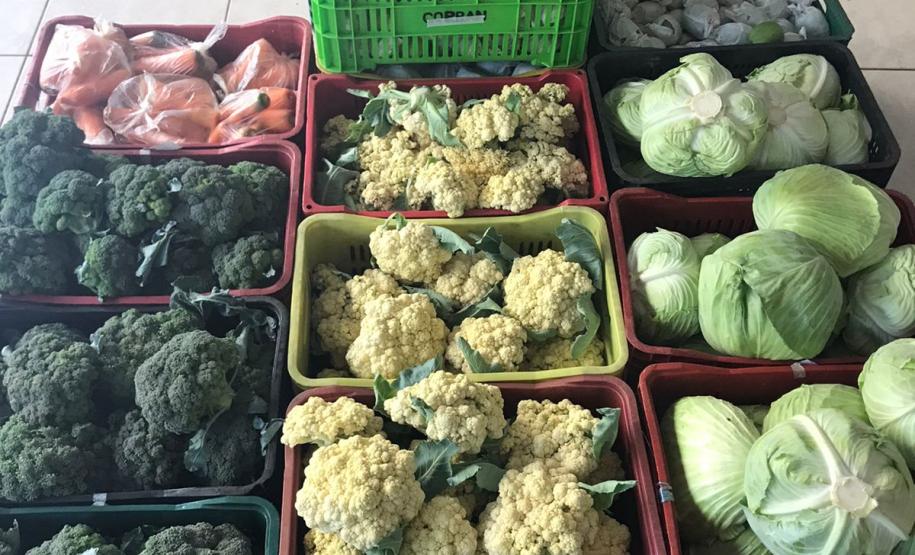 Nova cooperativa regional vai fortalecer agricultura familiar no Noroeste