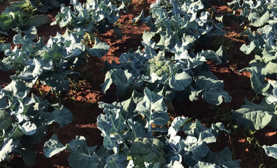 Nova cooperativa regional vai fortalecer agricultura familiar no Noroeste