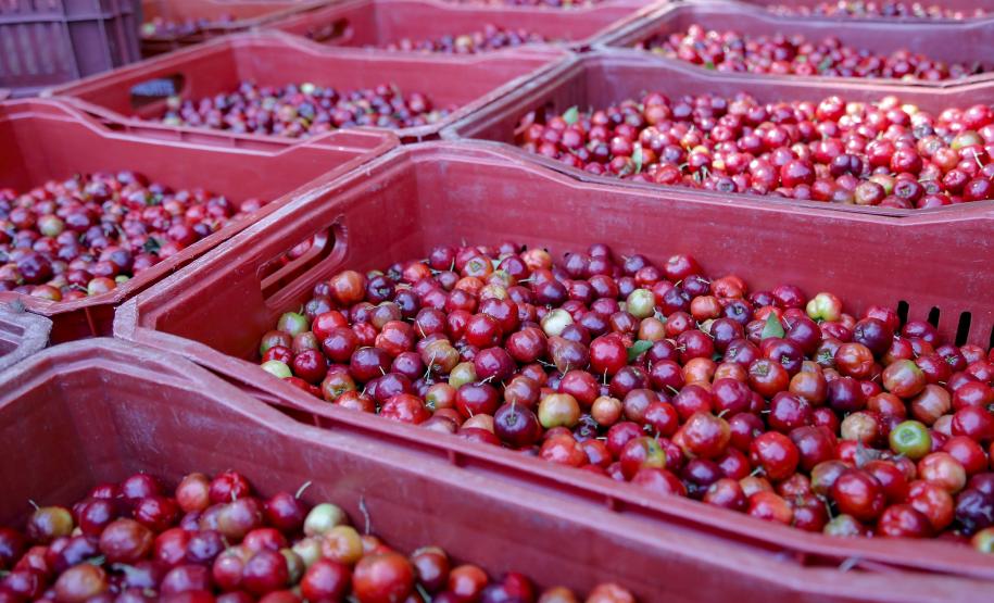 Japurá abraça a acerola e faz da fruta fonte de emprego, renda no campo e desenvolvimento