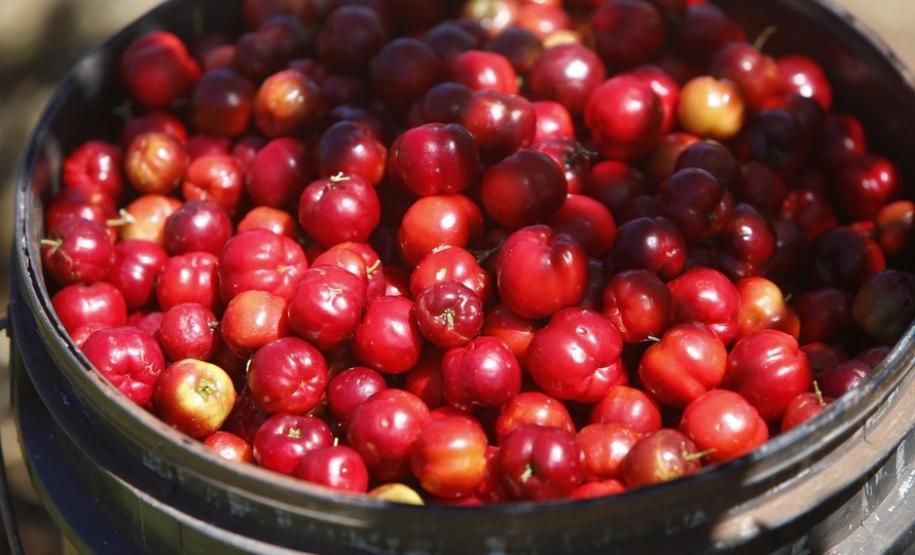 Japurá abraça a acerola e faz da fruta fonte de emprego, renda no campo e desenvolvimento