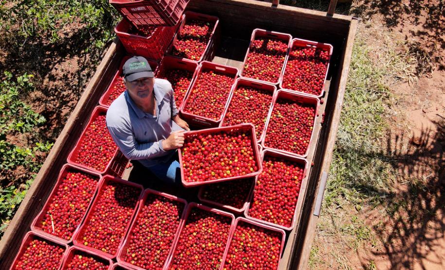 Japurá abraça a acerola e faz da fruta fonte de emprego, renda no campo e desenvolvimento