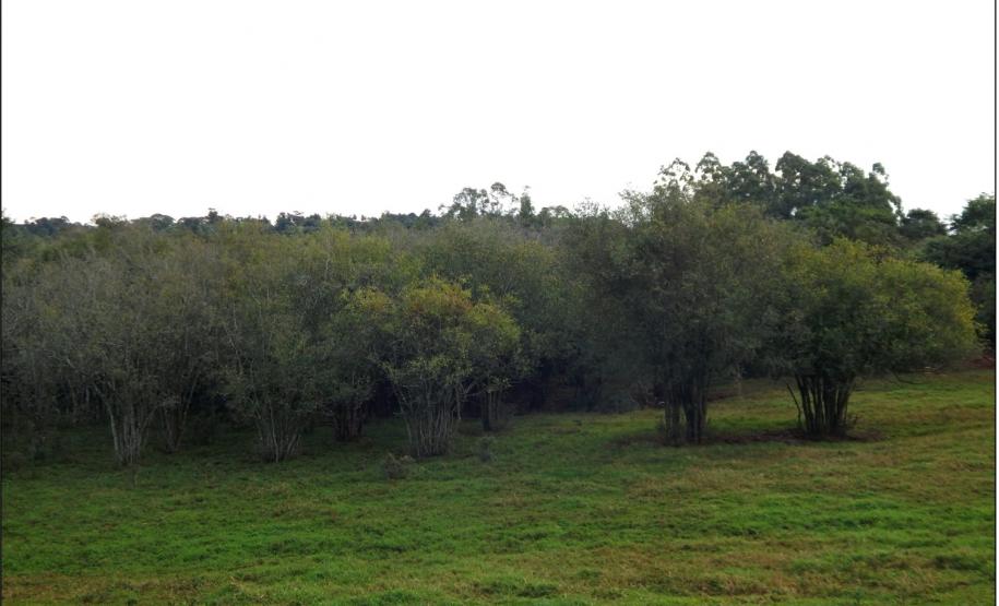 Branquilho, Gymnanthes klotzschiana.