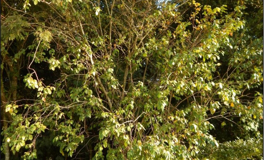 Leiteirinho da várzea, Sebastiania brasiliensis.