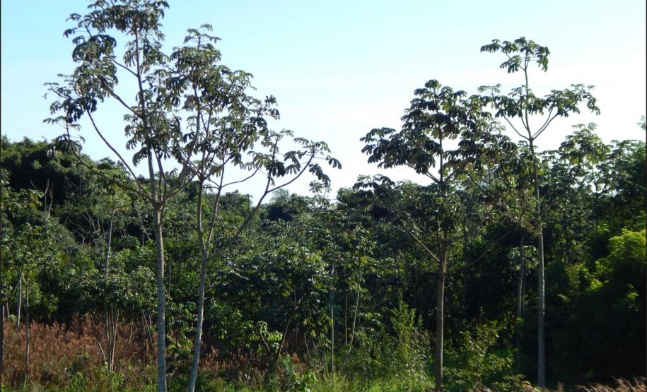 Embaúba branca, Cecropia pachystachya.