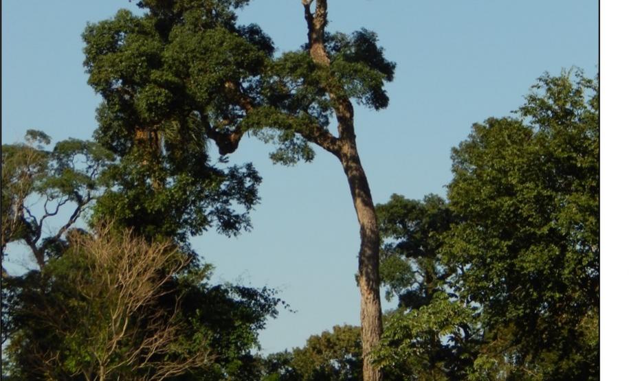 Peroba rosa, Aspidosperma polyneuron.