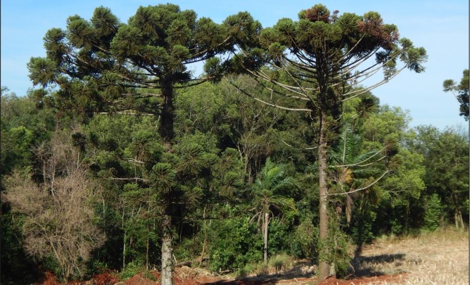 Pinheiro, Araucaria angustifolia.