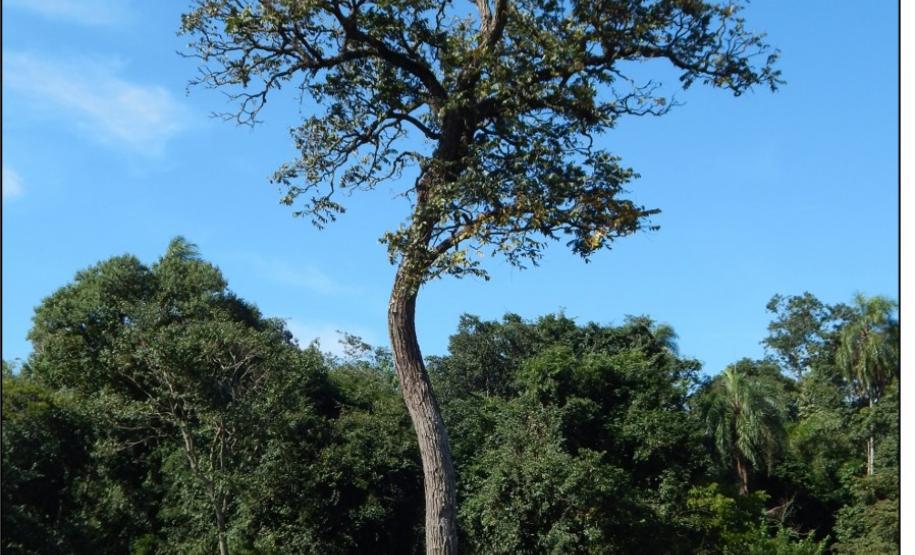 Cedro rosa, Cedrela fissilis.