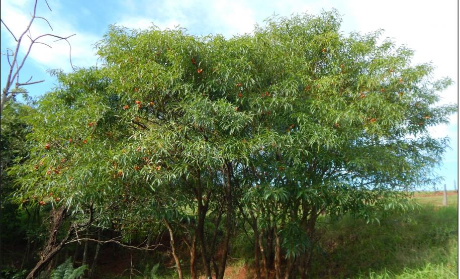 Forquilheira, Tabernaemontana catharinensis.