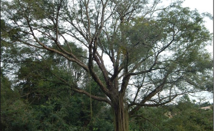 Angico vermelho, Parapiptadenia rigida.