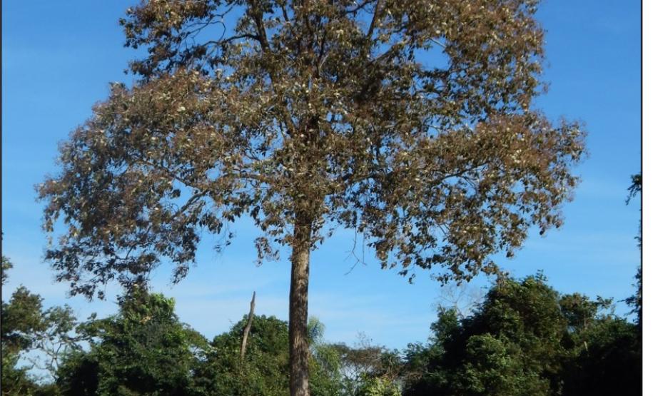 Louro pardo, Cordia trichotoma.