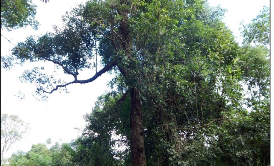 Canela imbuia, Nectandra megapotamica.