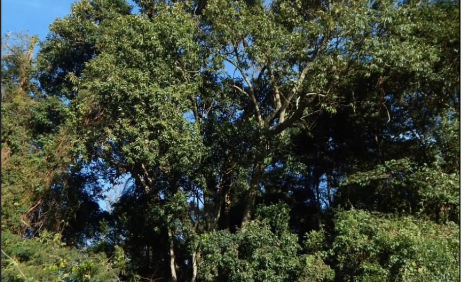 Canela amarela, Nectandra lanceolata.