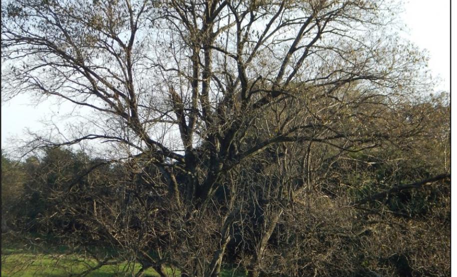 Açoita cavalo, Luehea divaricata.