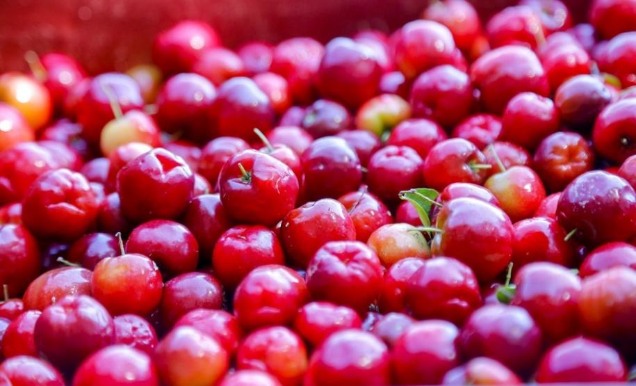 Japurá abraça a acerola e faz da fruta fonte de emprego, renda no campo e desenvolvimento