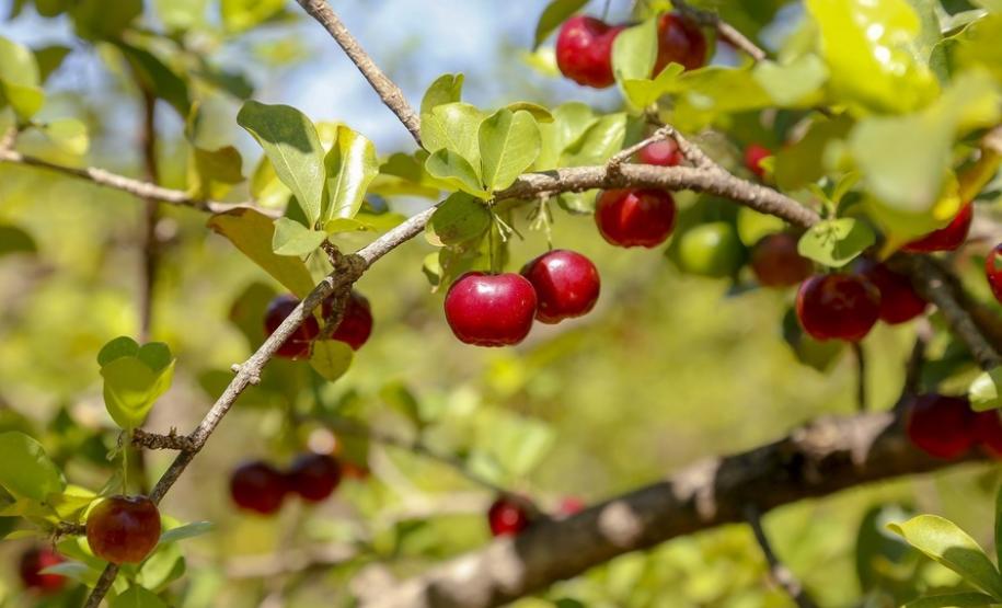 Japurá abraça a acerola e faz da fruta fonte de emprego, renda no campo e desenvolvimento