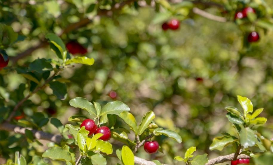 Japurá abraça a acerola e faz da fruta fonte de emprego, renda no campo e desenvolvimento