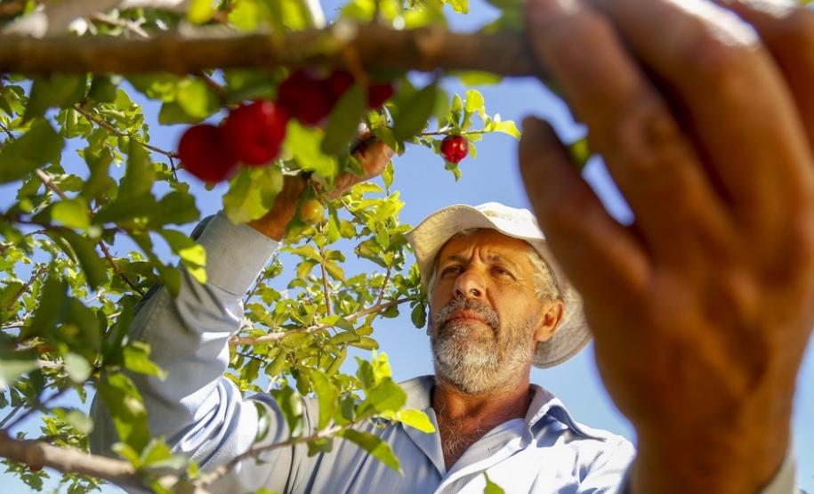 Japurá abraça a acerola e faz da fruta fonte de emprego, renda no campo e desenvolvimento