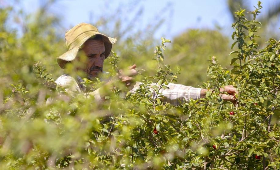 Japurá abraça a acerola e faz da fruta fonte de emprego, renda no campo e desenvolvimento