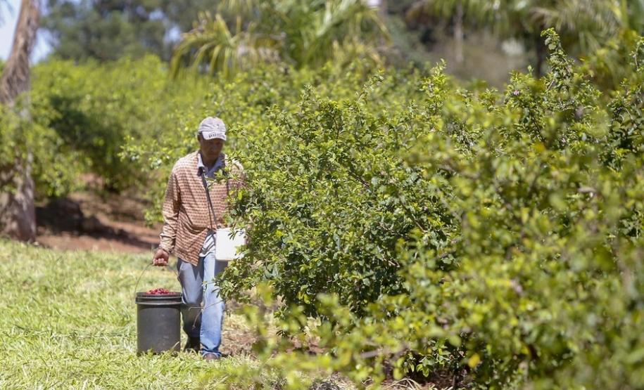 Japurá abraça a acerola e faz da fruta fonte de emprego, renda no campo e desenvolvimento