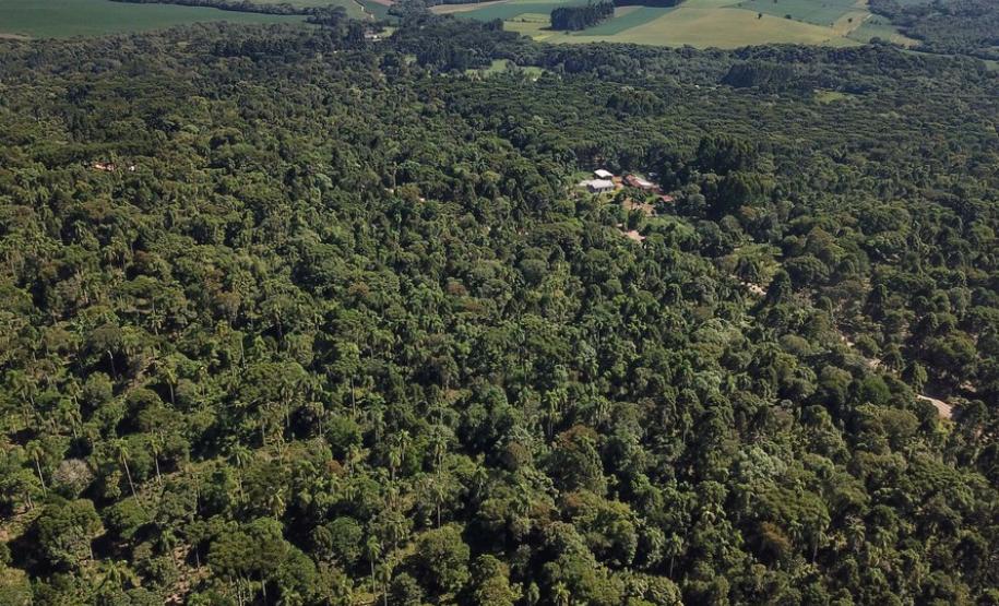 Paraná é o segundo maior produtor florestal do País, segundo IBGE