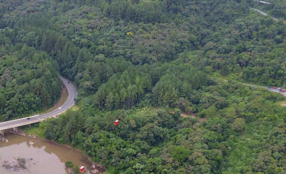 Paraná é o segundo maior produtor florestal do País, segundo IBGE