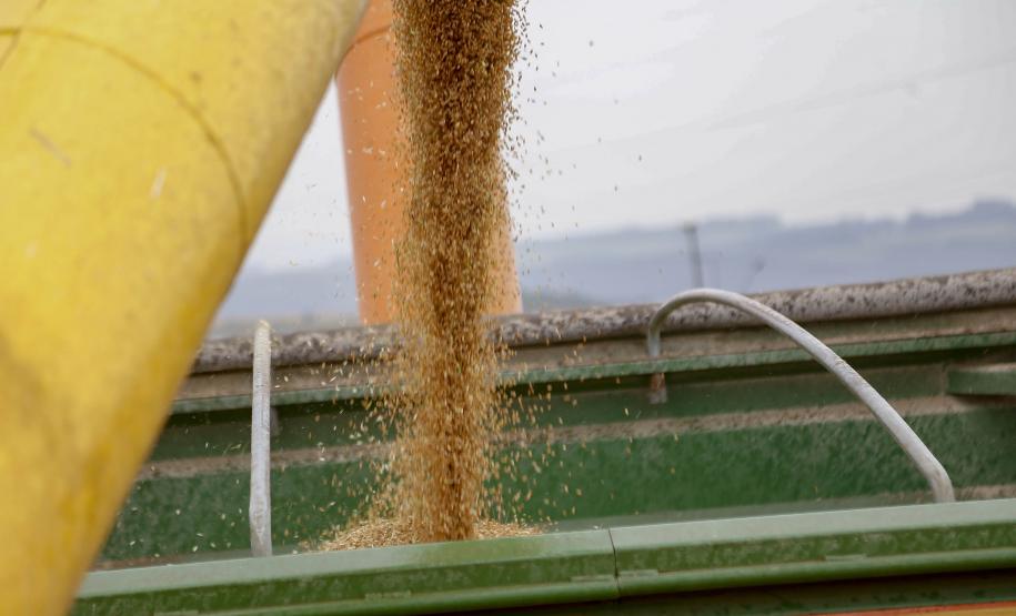Trigo chega à reta final da colheita com preços em alta