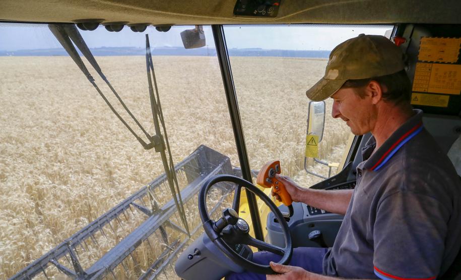 Trigo chega à reta final da colheita com preços em alta