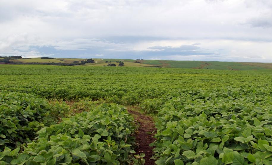 Safra de verão no Paraná pode chegar a 25,61 milhões de toneladas